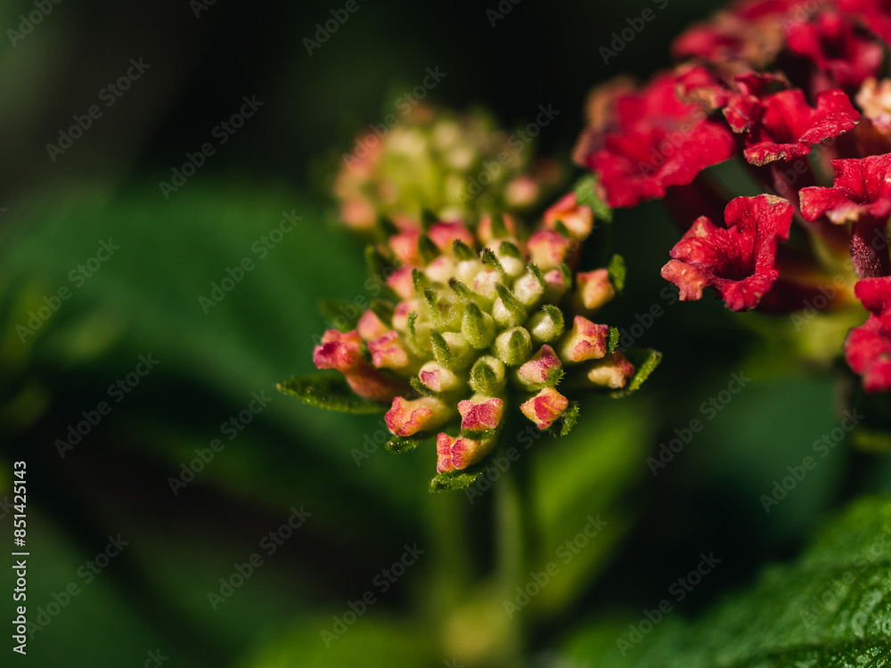 Close up of a flowering Lantana plant Close up of a flowering Lantana plant
