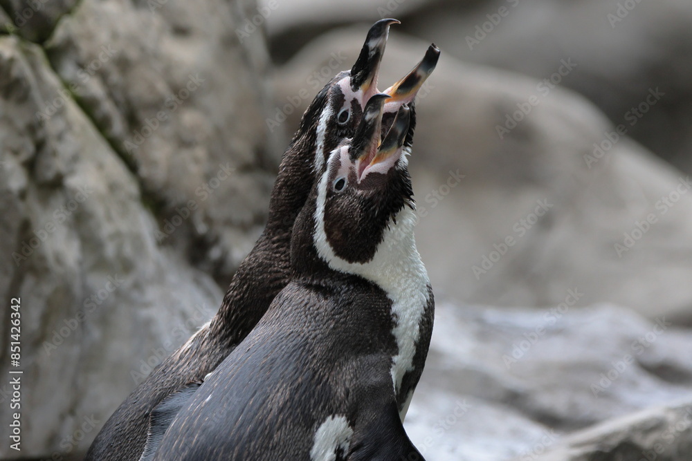 Fototapeta premium フンボルトペンギン