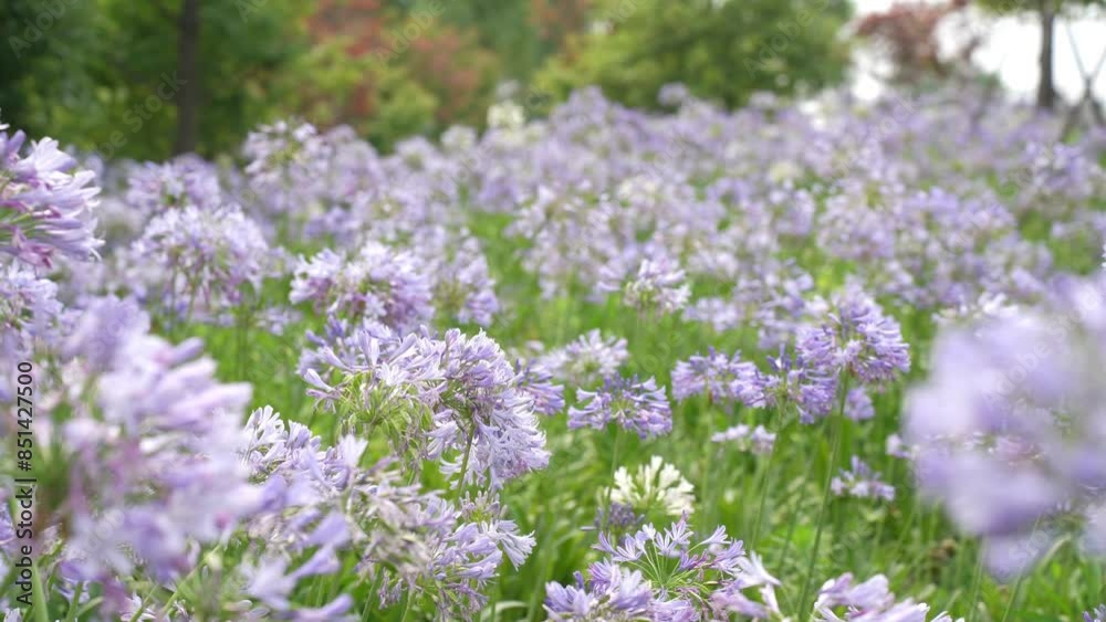 标题: Blue agapanthus or African lily of nile flower is blooming in summer season for ornamental garden 标题: Blue agapanthus or African lily of nile flower is blooming in summer season for ornamental garden