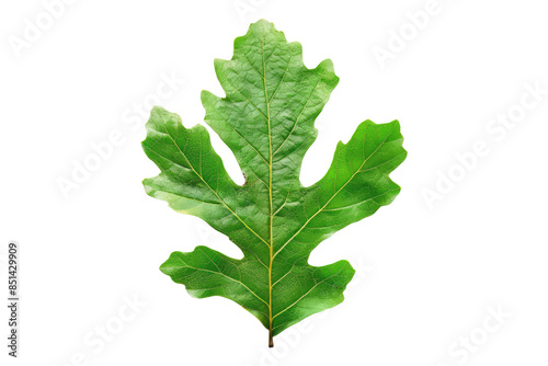 Oak leaf isolated on transparent background