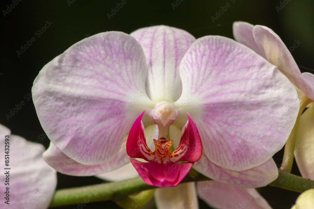 Beautiful pink and white orchids with a natural blurred colorful background in Israel
Beautiful pink and white orchids with a natural blurred colorful background in Israel