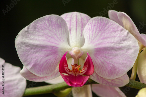 Beautiful pink and white orchids with a natural blurred colorful background in Israel
