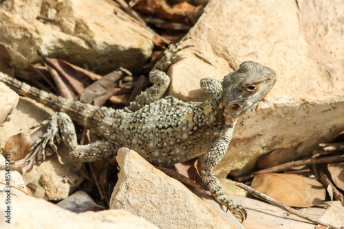 Obraz na plátně Small Agama lizard sunning itself on a large rock in northern Israel