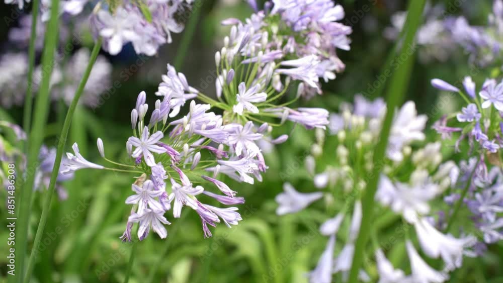 标题： Blue agapanthus or African lily of nile flower is blooming in summer season for ornamental garden