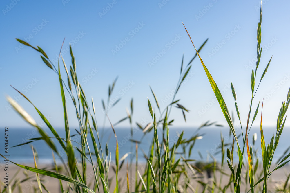 Bromus catharticus is a species of brome grass, rescuegrass, grazing brome, prairie grass, and Schrader's bromegrass. Palisades Park, Santa Monica, Los Angeles, California