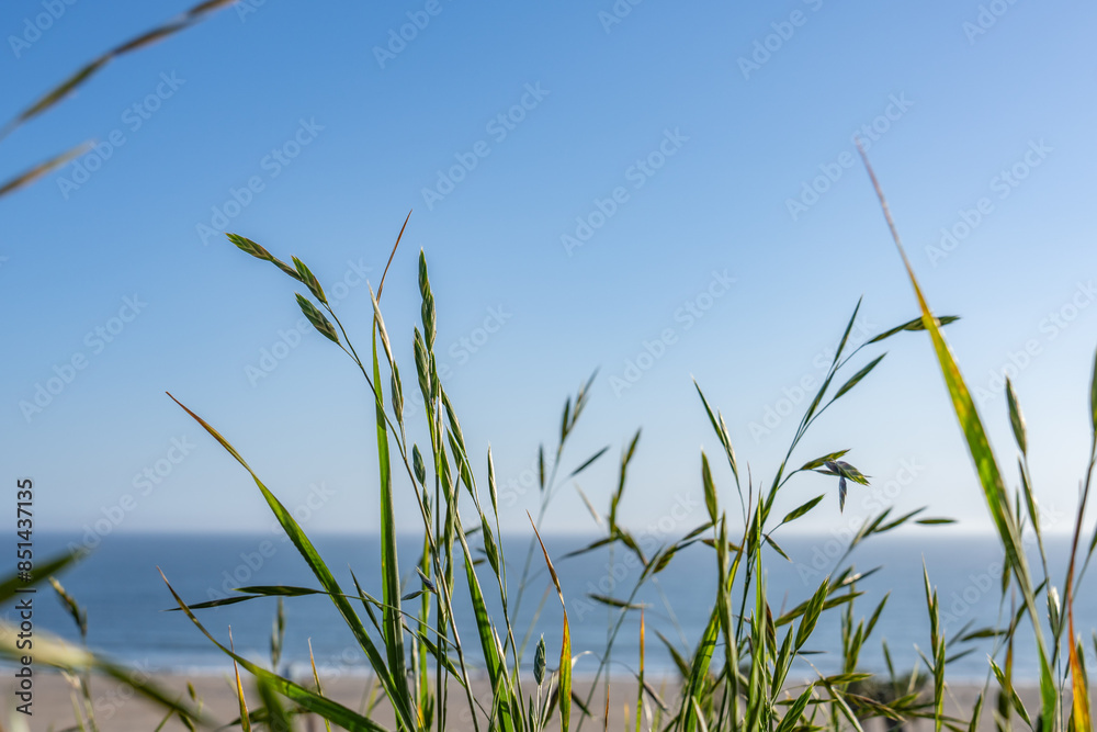 Bromus catharticus is a species of brome grass, rescuegrass, grazing brome, prairie grass, and Schrader's bromegrass. Palisades Park, Santa Monica, Los Angeles, California Bromus catharticus is a species of brome grass, rescuegrass, grazing brome, prairie grass, and Schrader's bromegrass. Palisades Park, Santa Monica, Los Angeles, California