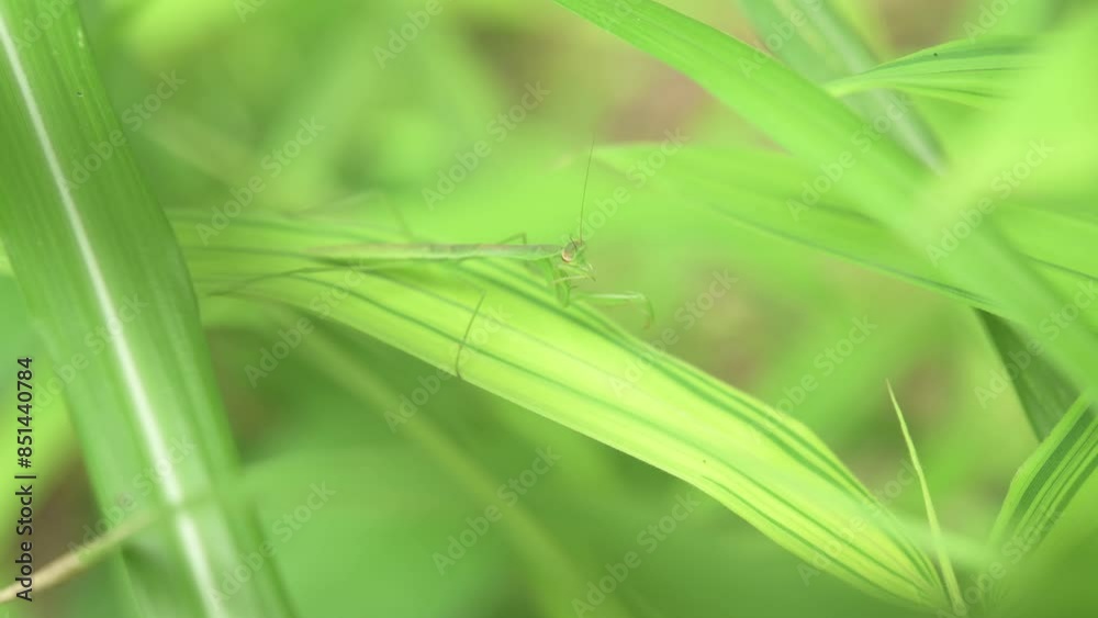Mantis preens itself after the meal on the leaf in early summer. Mantis preens itself after the meal on the leaf in early summer.