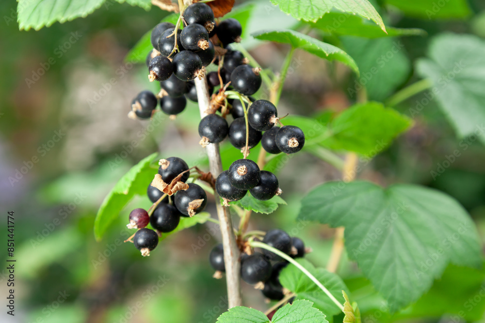 Clusters of black currant grow on a green bush.... Clusters of black currant grow on a green bush....