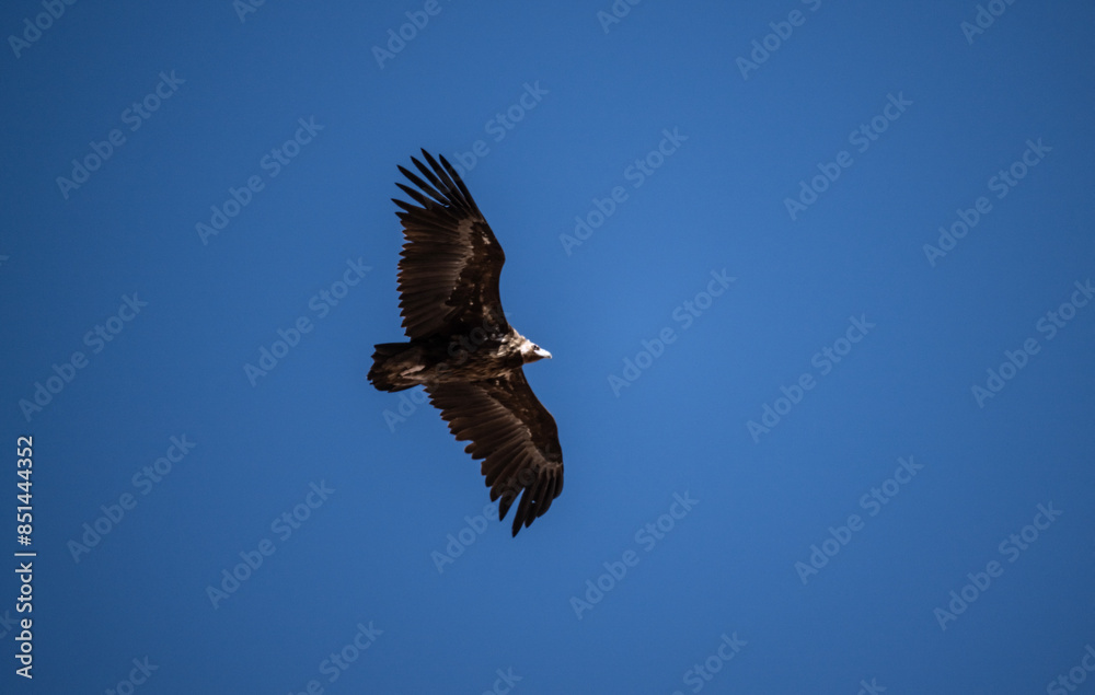 black vulture close-up in natural environment on a summer day in Altai black vulture close-up in natural environment on a summer day in Altai
