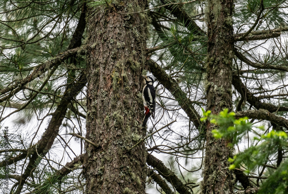 spotted woodpecker on a pine tree foraging for food on a summer day spotted woodpecker on a pine tree foraging for food on a summer day
