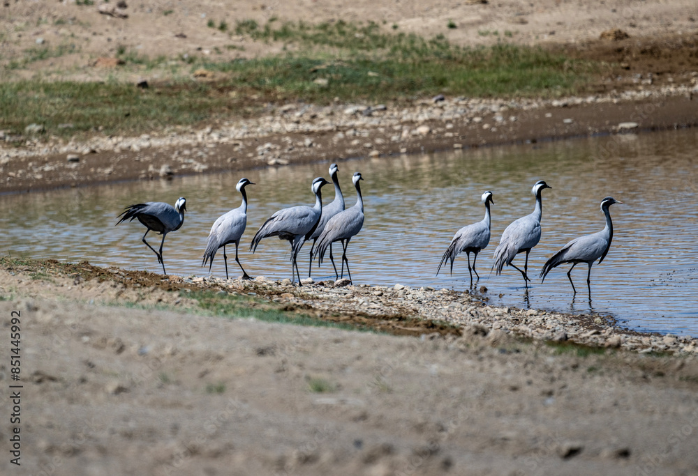 Obraz premium beautiful gray demoiselle cranes against the background of mountains on a sunny summer day in the south of Altai