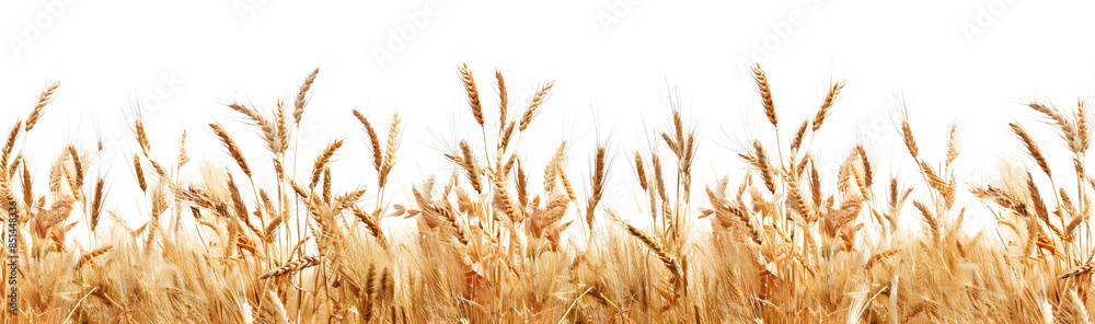 Golden wheat field isolated on white background Golden wheat field isolated on white background