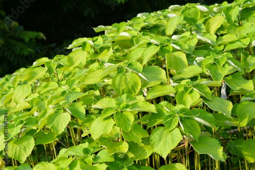 カラムシ（苧、枲、苎）苧麻