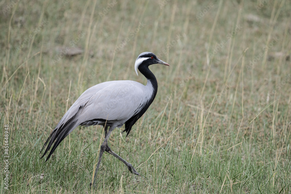 beautiful gray demoiselle cranes against the background of mountains on a sunny summer day in the south of Altai beautiful gray demoiselle cranes against the background of mountains on a sunny summer day in the south of Altai