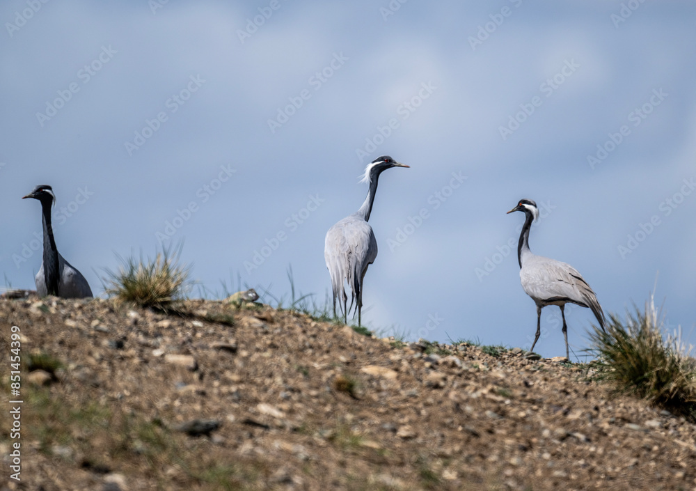 beautiful gray demoiselle cranes against the background of mountains on a sunny summer day in the south of Altai beautiful gray demoiselle cranes against the background of mountains on a sunny summer day in the south of Altai