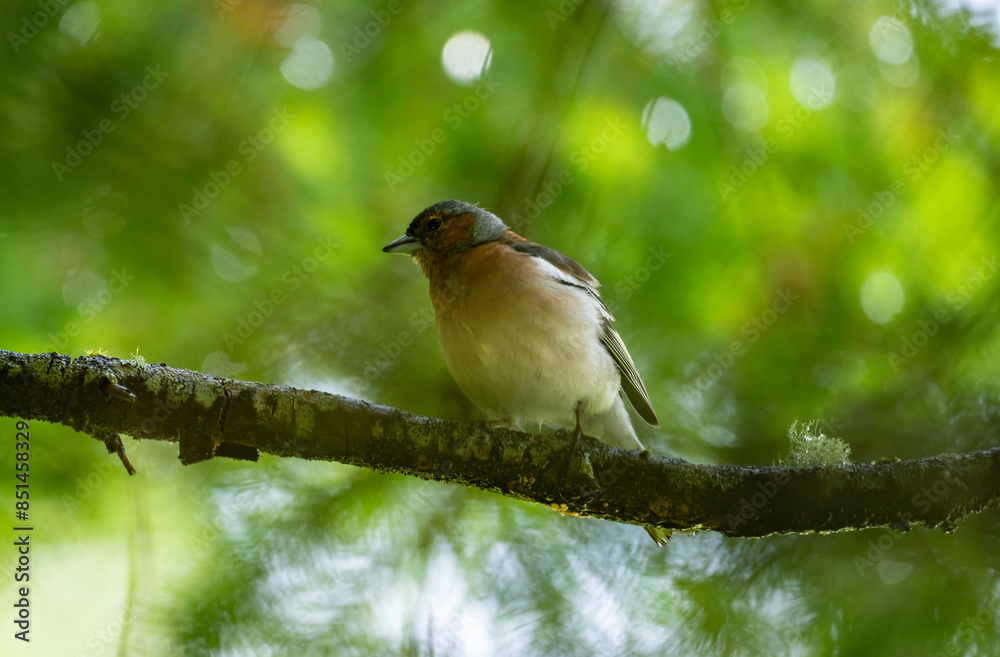 a beautiful finch on a green tree branch sings on a sunny summer day in Altai a beautiful finch on a green tree branch sings on a sunny summer day in Altai