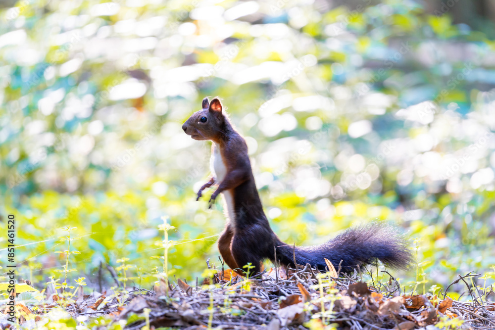 Obraz premium Squirrel looking for food in a forest