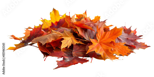 A pile of autumn colorful maple leaves isolated on a white background