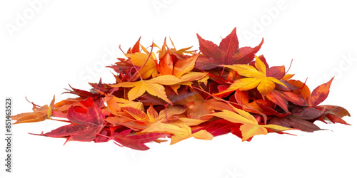 A pile of autumn colorful maple leaves isolated on a white background