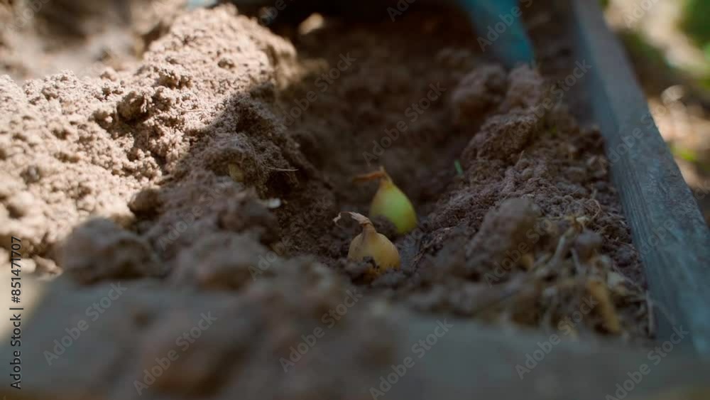 Freshly planted onions are buried in soil, close-up. Planting autumn onions in the garden bed. A hand in a rubber glove works in the garden Freshly planted onions are buried in soil, close-up. Planting autumn onions in the garden bed. A hand in a rubber glove works in the garden