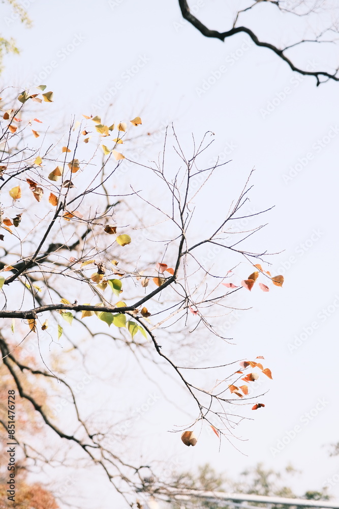 Close-up of ginkgo leaves on a ginkgo tree in late autumn Close-up of ginkgo leaves on a ginkgo tree in late autumn