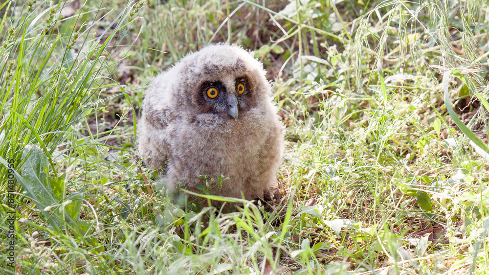 Naklejka premium great horned owl