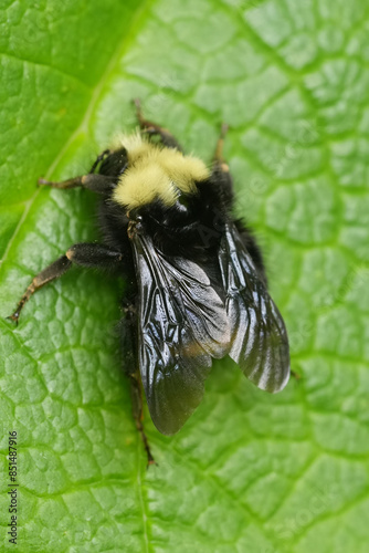 Closeup on a colorful queen Pyrobombus species hanging and resting onto a green leaf in South Oregon, USA photo