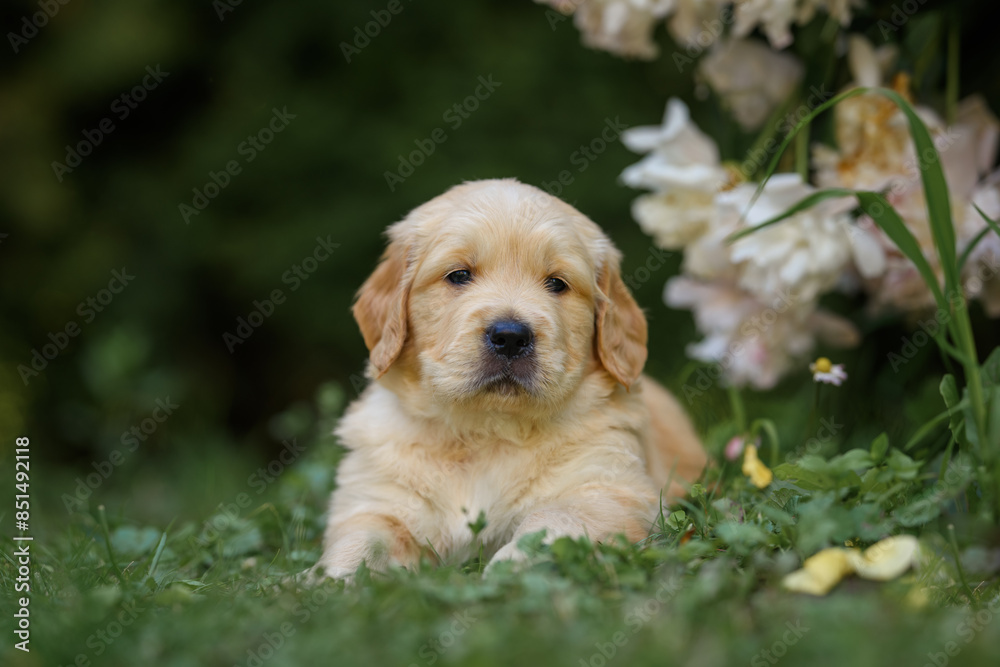 two small newborn dogs golden retriever labrador puppy one month old playing in the park with each other two small newborn dogs golden retriever labrador puppy one month old playing in the park with each other