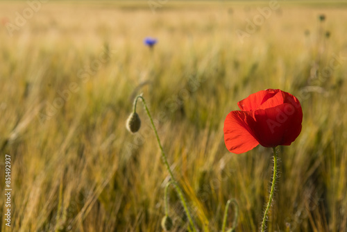 coquelicot, fleur sauvage dans un champ de blé photo