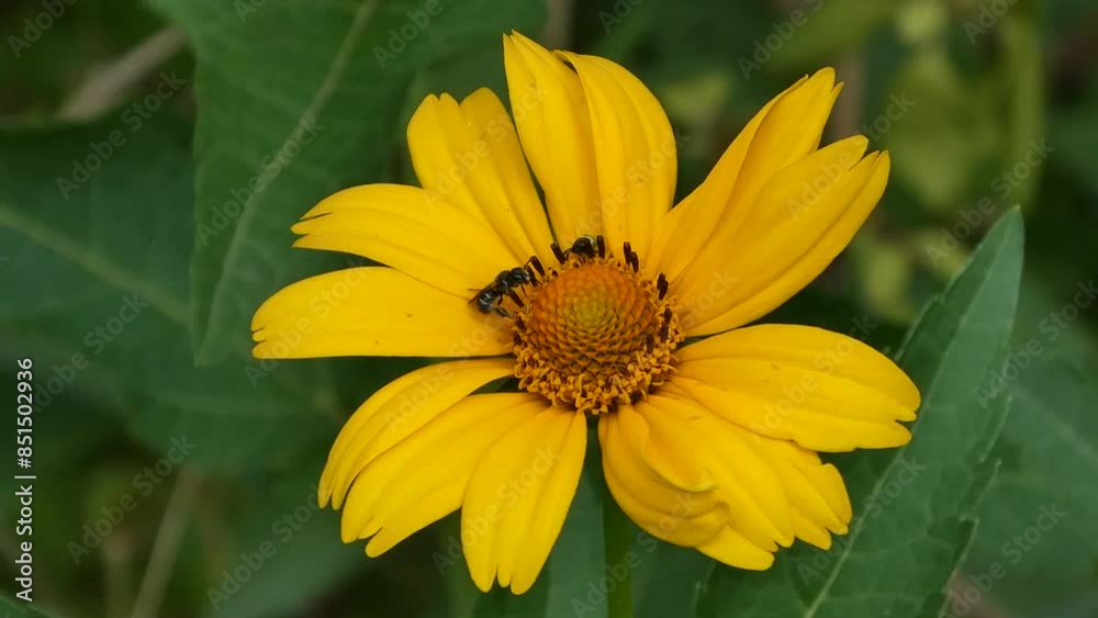 Slow motion: bee is flying and collecting pollen from yellow flower - false sunflower, heliopsis helianthoides: close up, macro view. Summer time, blooming and flowers pollination concept Slow motion: bee is flying and collecting pollen from yellow flower - false sunflower, heliopsis helianthoides: close up, macro view. Summer time, blooming and flowers pollination concept