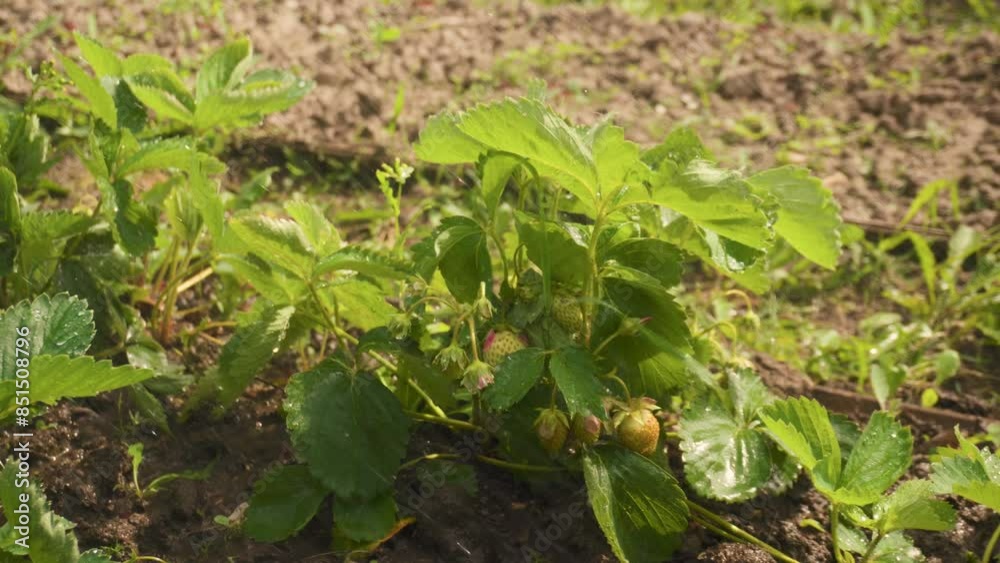a strawberry bush under drops of water. watering strawberry beds a strawberry bush under drops of water. watering strawberry beds