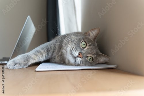 cat with laptop, a gray cat with green eyes lies on a desk, resting its head on a notebook next to a laptop