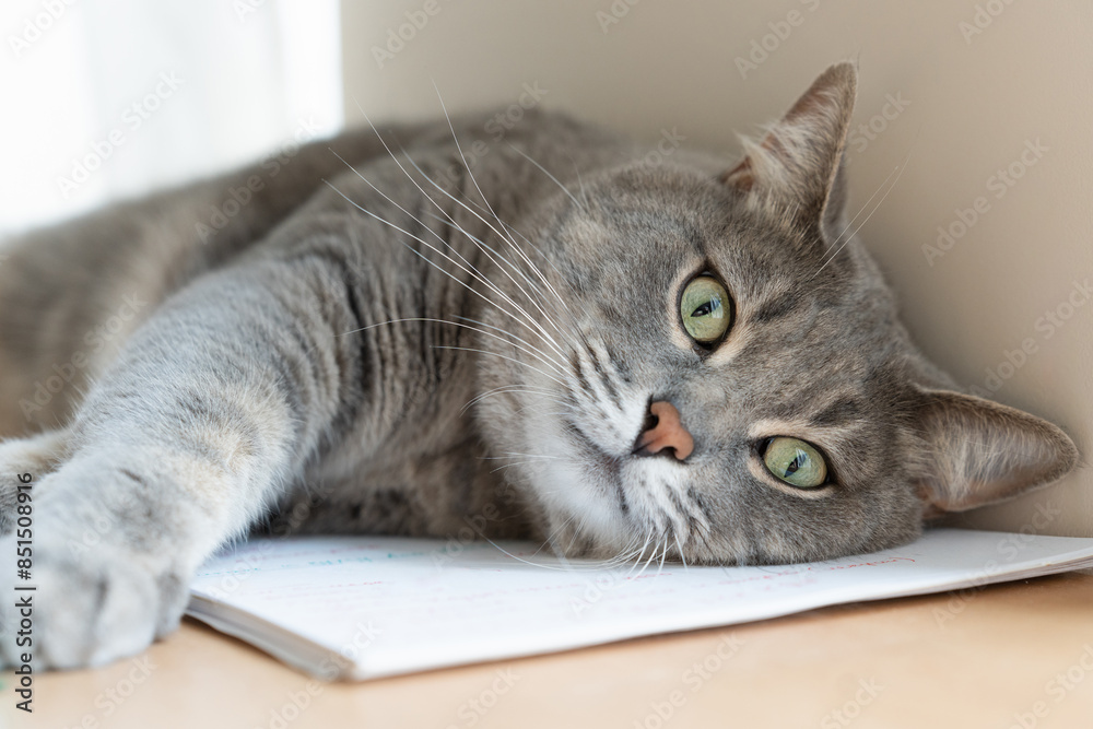 Naklejka premium expressive eyes of a domestic cat lying on the table
