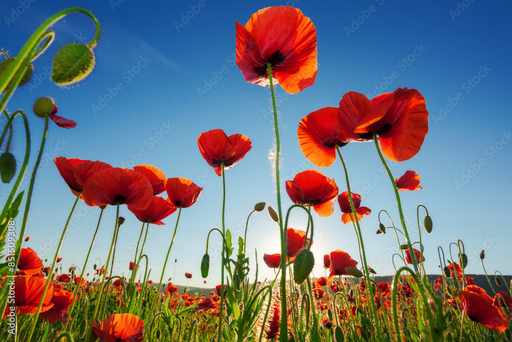 Obraz premium red poppy field. beautiful countryside landscape at sunset beneath a blue sky in summer. sun behind the flowers. wonderful outdoor nature background