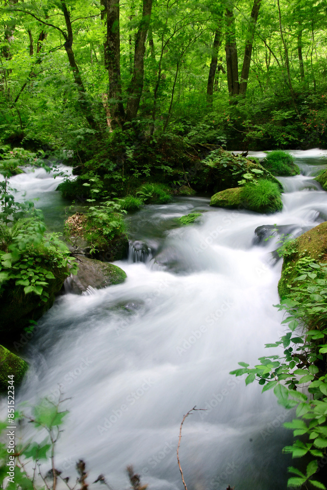 Obraz premium 春の奥入瀬渓流（青森県・十和田市）