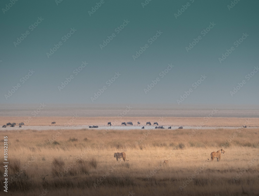 Lions in Savanah Lions in Savanah