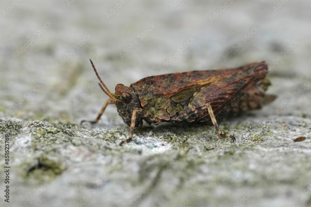 Closeup on a small European pygmy grasshopper, Tetrix undulata sitting on wood Closeup on a small European pygmy grasshopper, Tetrix undulata sitting on wood