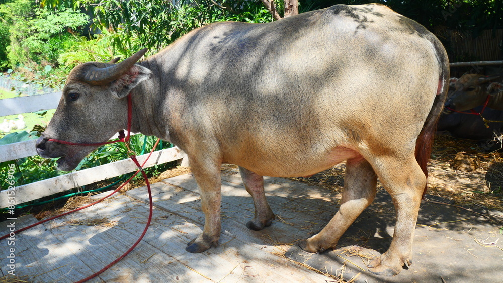 A fat buffalo is standing and eating A fat buffalo is standing and eating