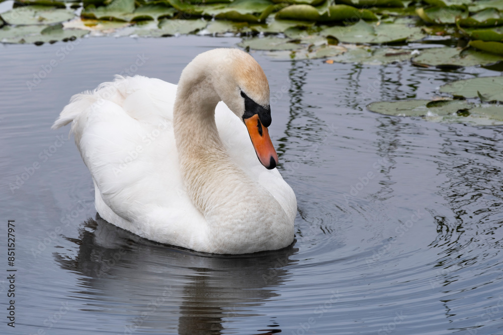 Obraz premium Mute Swan (Cygnus olor) swims gracefully in a pond surrounded by green lily leaves. Reflection and circles in the water