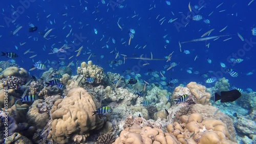 Tropische Fische am Korallenriff im Indischen Ozean photo