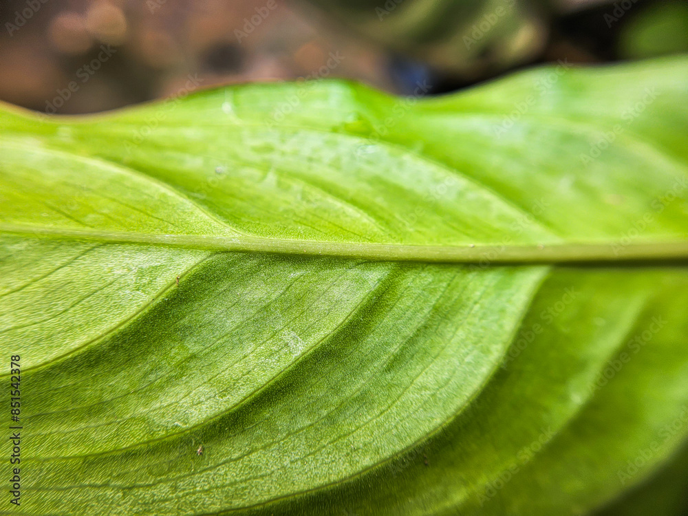Back leaf texture structure, leaf pattern Back leaf texture structure, leaf pattern