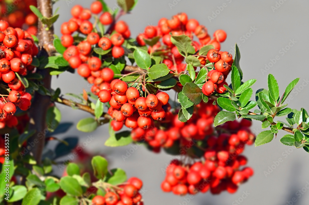 Rowan berries, Mountain ash (Sorbus) tree Rowan berries, Mountain ash (Sorbus) tree