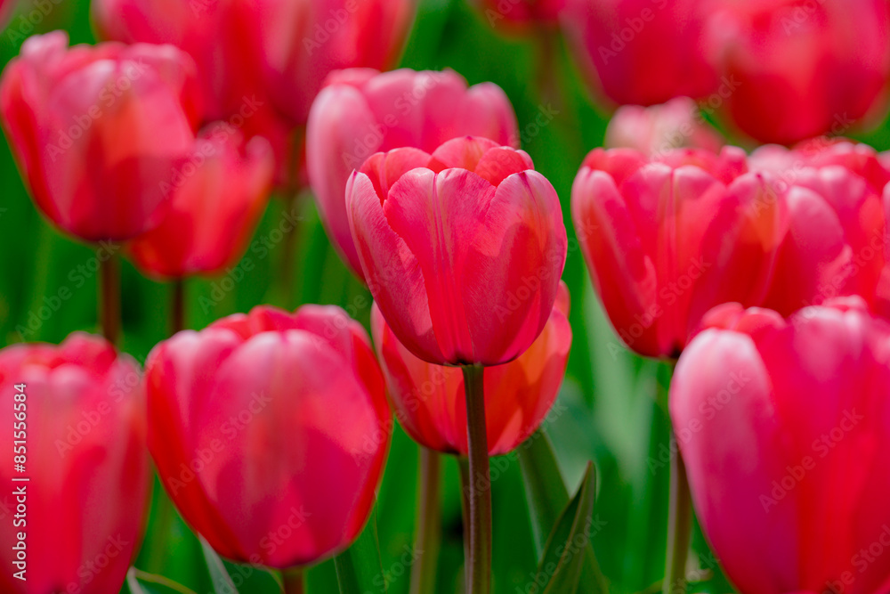 Tulip flower in tulip field at spring day. Vivid tulips in the park. Spring landscape. Colorful tulip garden in spring. The Tulip. Beautiful bouquet of tulips. Spring nature. Tulip flower in tulip field at spring day. Vivid tulips in the park. Spring landscape. Colorful tulip garden in spring. The Tulip. Beautiful bouquet of tulips. Spring nature.