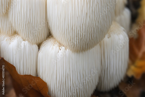 Lion's Mane mushroom on oak tree in the autumn forest. ( Hericium erinaceus )