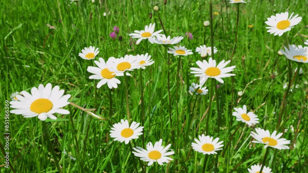 Chamomiles flowers and green grass on a summer meadow. Wild field flowers. Chamomiles flowers and green grass on a summer meadow. Wild field flowers.