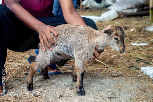 a mountain goat at a livestock market or farm. sacrifice for the celebration of Eid al-Adha for Muslims around the world photo