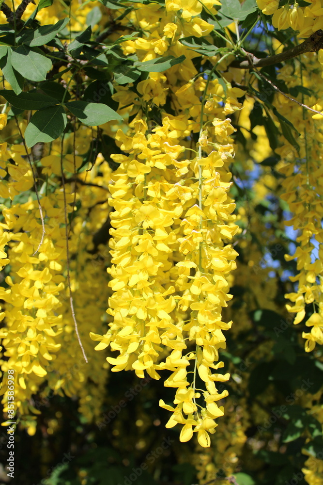 Obraz premium Autumnal splendor: a canopy of golden leaves heralds the fall season