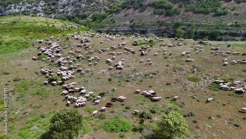 Flock of sheep kept in a traditional flock to protect them from wolves in the Valdivielso Valley. Las Merindades region. Burgos, Castilla y Leon, Spain, Europe photo