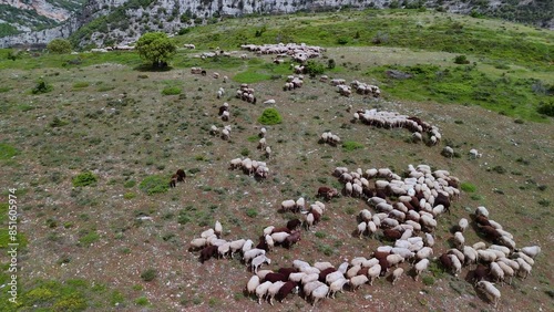 Flock of sheep kept in a traditional flock to protect them from wolves in the Valdivielso Valley. Las Merindades region. Burgos, Castilla y Leon, Spain, Europe photo