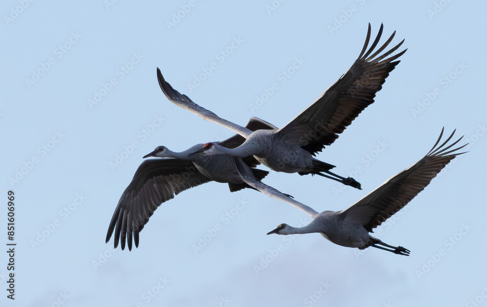Sandhill Cranes flying in the sky Sandhill Cranes flying in the sky